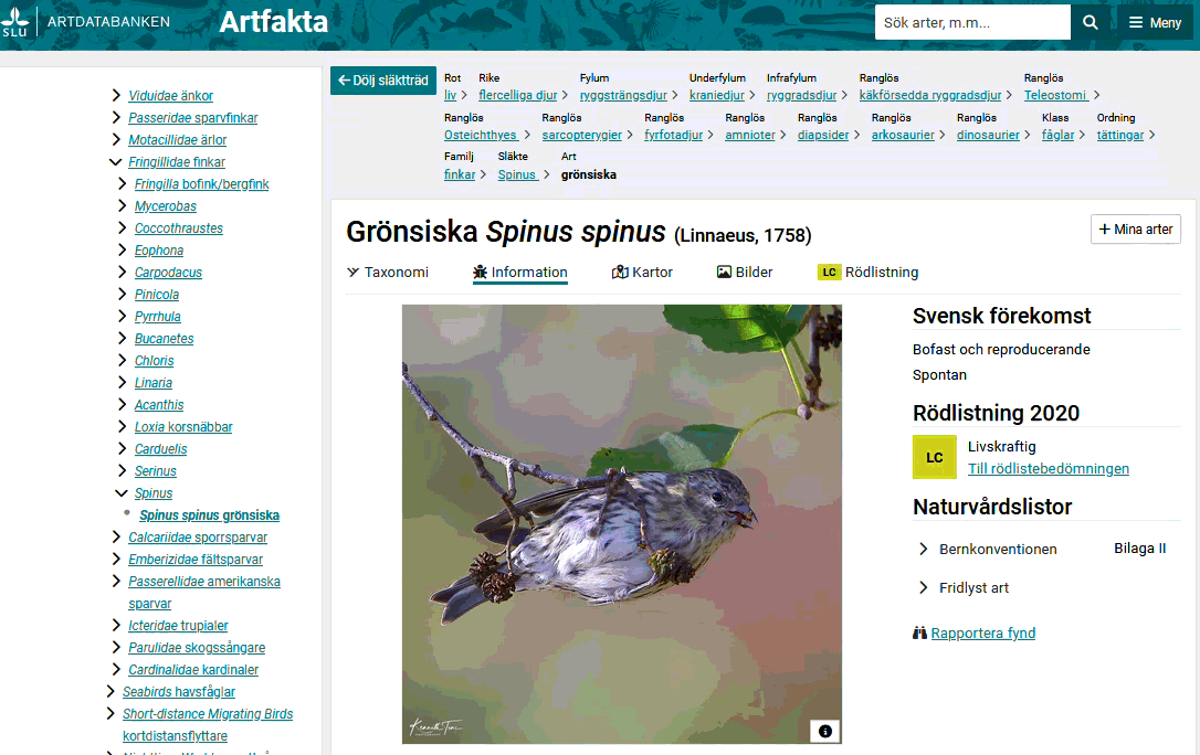 Information of species presented at https://artfakta.se/
